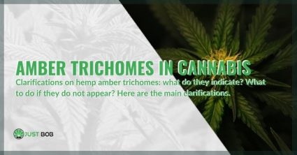 Here are the main clarifications on amber trichomes