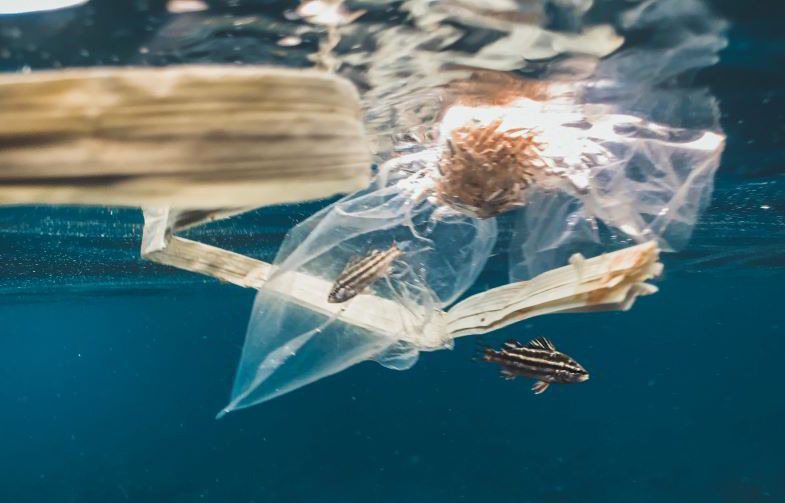 Chemical plastic that pollutes the environment, to be replaced with that of hemp