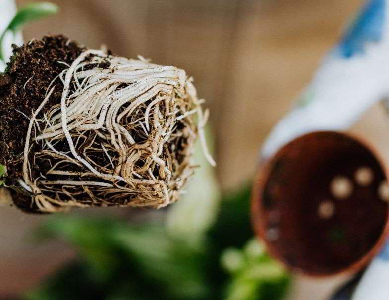 Entanglement of marijuana roots