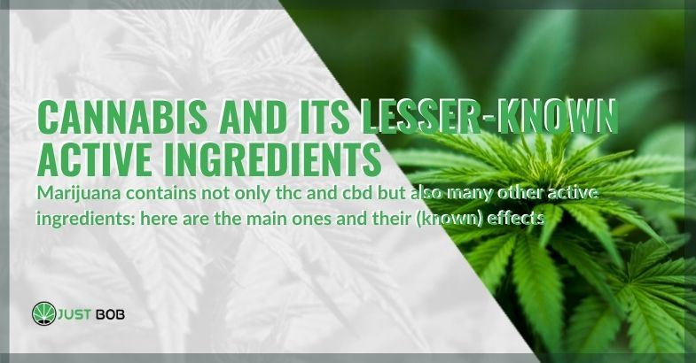 The less famous active ingredients of cannabis