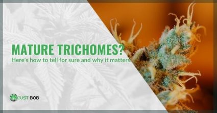 Why is it important to recognize trichomes when they are ripe?