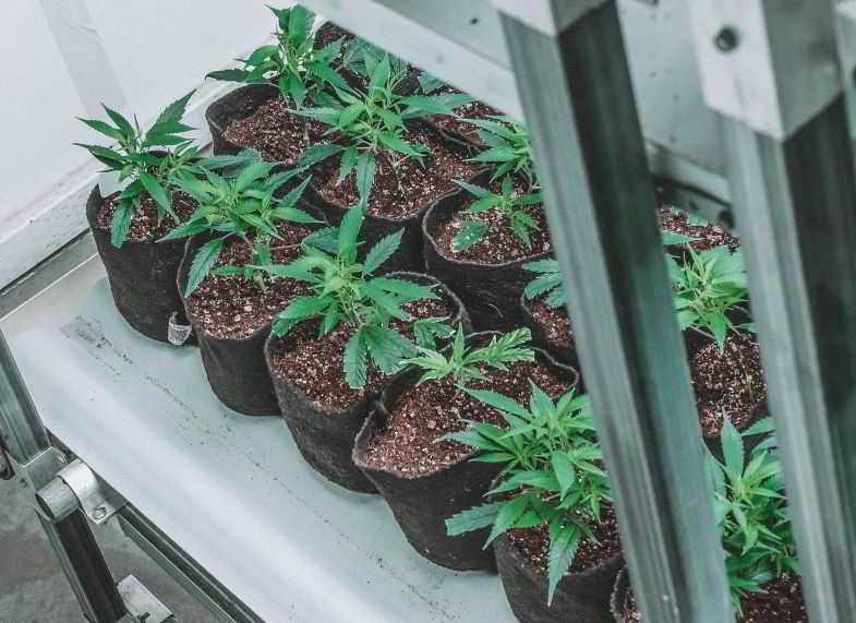 Tissue pots to oxygenate the marijuana roots