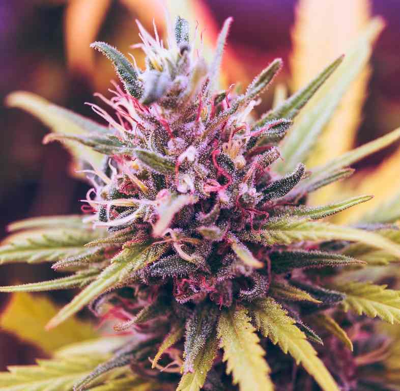 Cannabis flowers are most helpful in relieving nausea