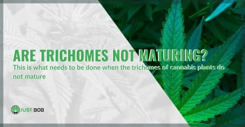 remedies-for-trichomes-that-don't-ripen Here's what hemp growers do when the trichomes don't ripen