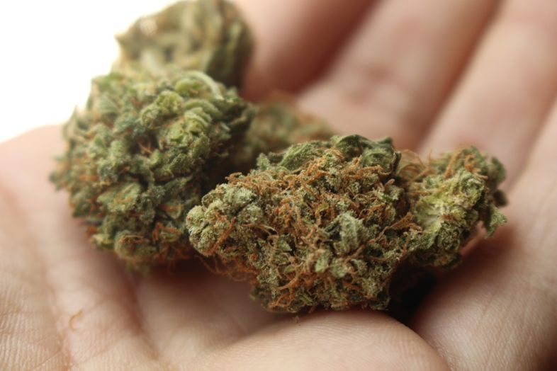 Trivialization of cannabis use