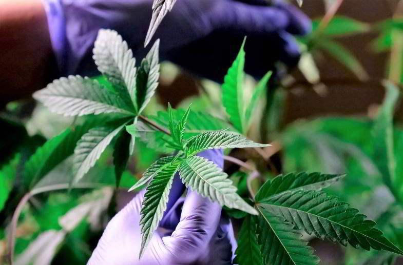 Hemp plant for industrial use