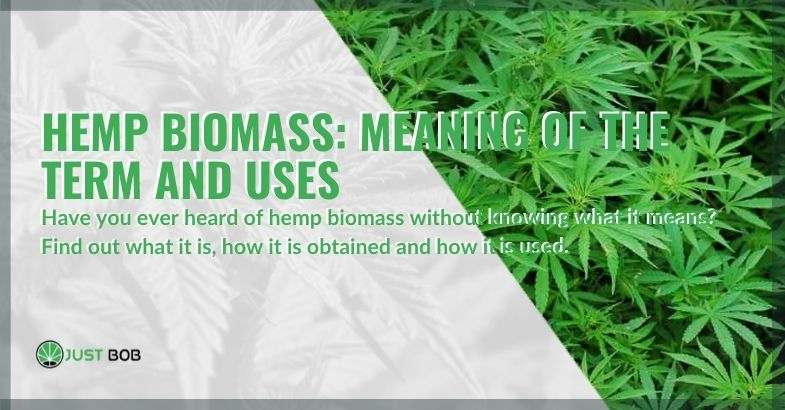Hemp biomass: what it is, how it is used and how it is obtained.