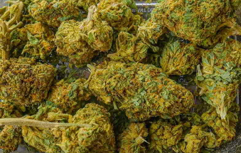 Cannabis buds