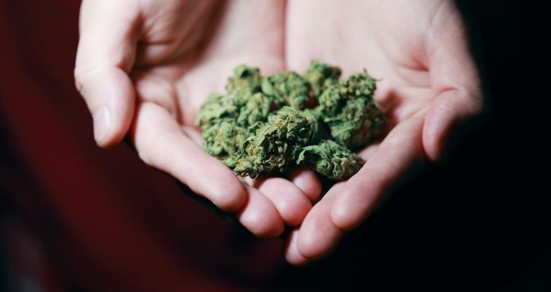 Cannabis buds in my hands