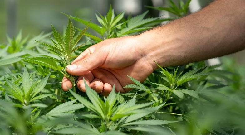 Cannabis cultivation