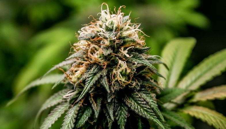 Cannabis plant