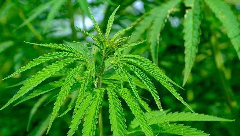 Hemp plant