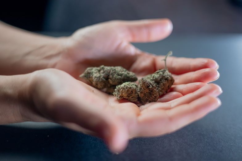 Inflorescences of marijuana
