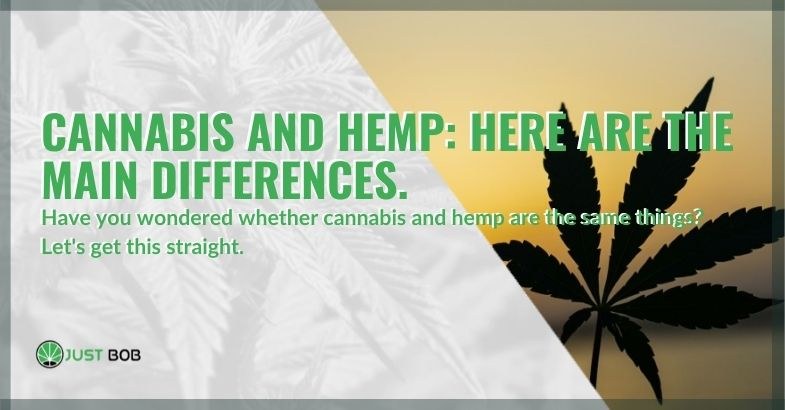 Main differences between cannabis and hemp