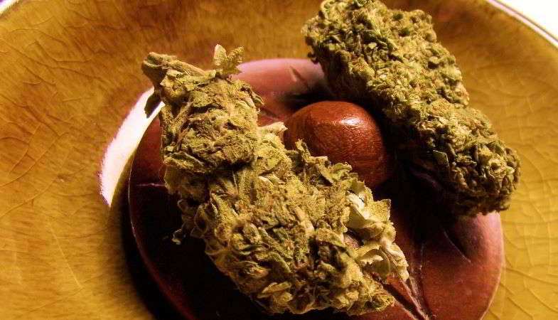 Hashish sphere between two marijuana inflorescences