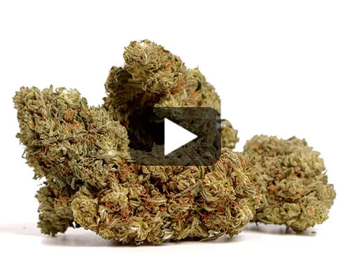 Video preview of AK47 CBD BOOST cbd flower with green and brown hues