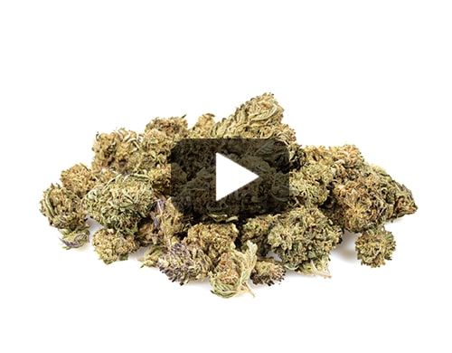 cbd-flower-california-small