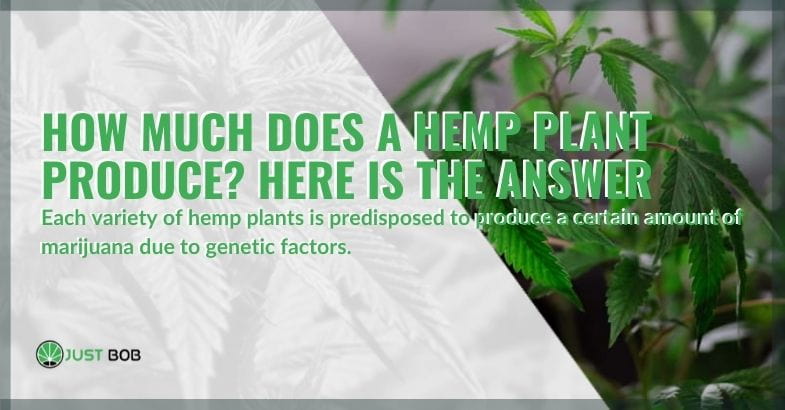 This is how much a hemp plant produces