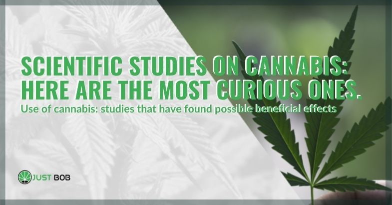 The most curious scientific studies on cannabis