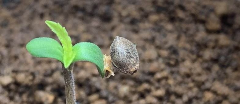 Sprouted cannabis seeds