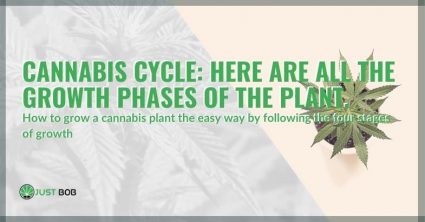 The growth cycle of the cannabis plant