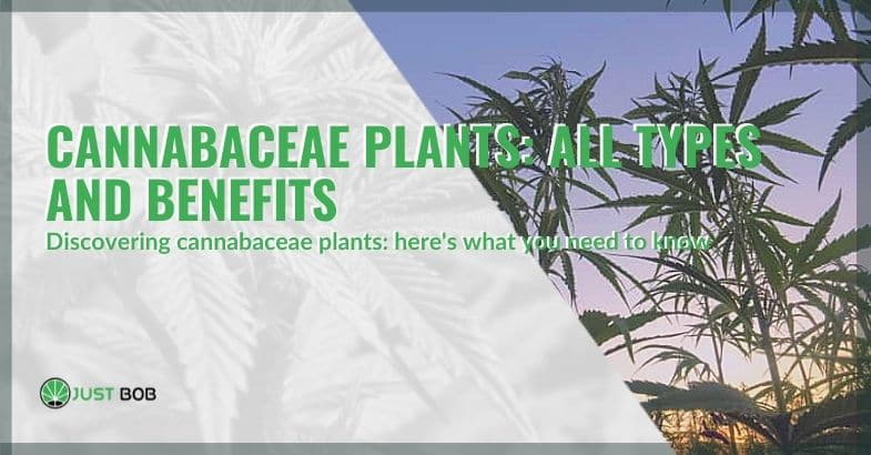 Types and benefits of cannabaceae plants