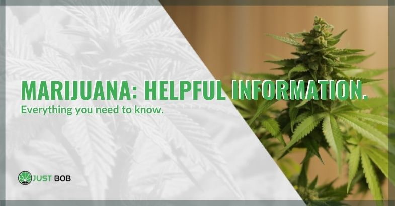 All useful information on marijuana