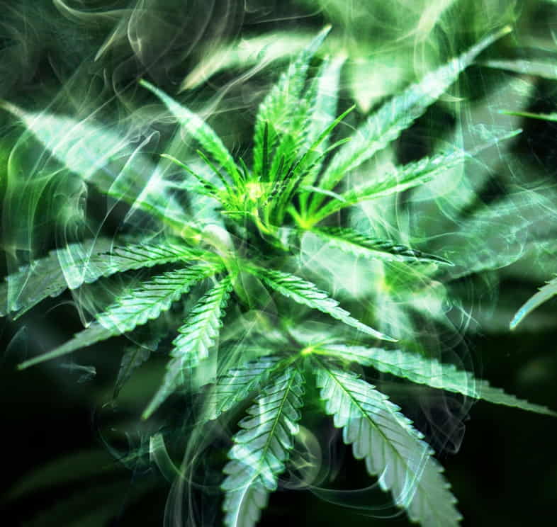 Can cannabis be considered hallucinogenic?