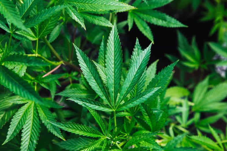 Everything you need to know about marijuana