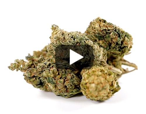 cbd-flower-HQ-cbd-boost