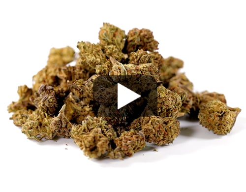 small-buds-of-cbd-flower-HQ-cbd-boost