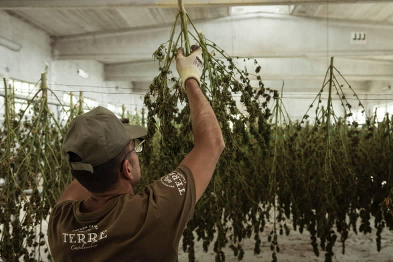 Drying of whole branches hanging upside down