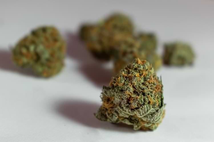 Growing cannabis as a beginner is risky