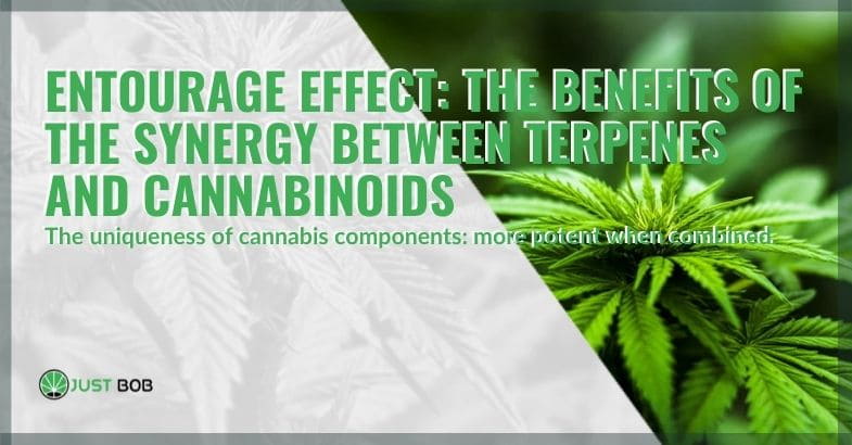 The benefits of the cannabis entourage effect