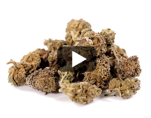 cbd-flower-amnesia-cbd-boost
