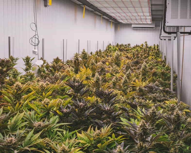 Cultivation of cannabis