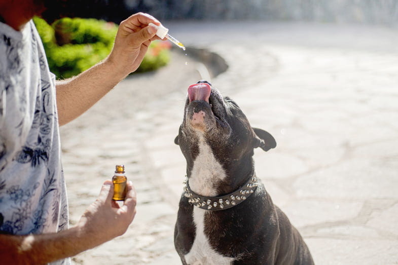 CBD oil doses for dogs