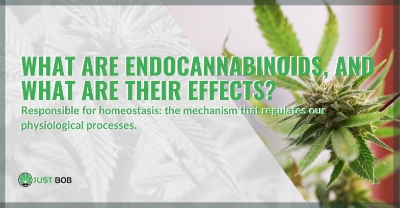 Endocannabinoids what they are and effects