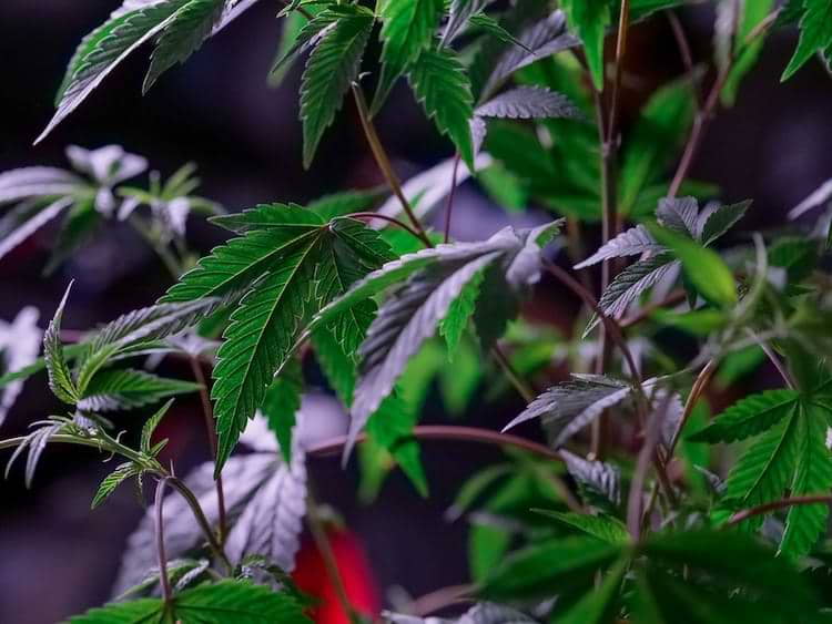 Growing cannabis as a beginner