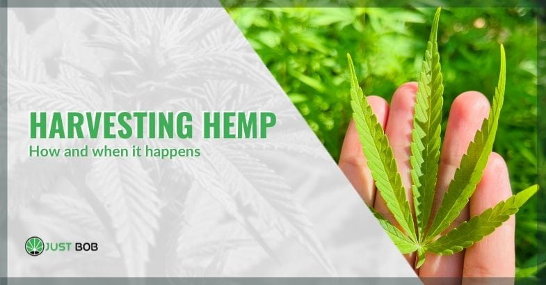 How and when hemp is harvested