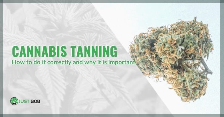 How to do cannabis tanning