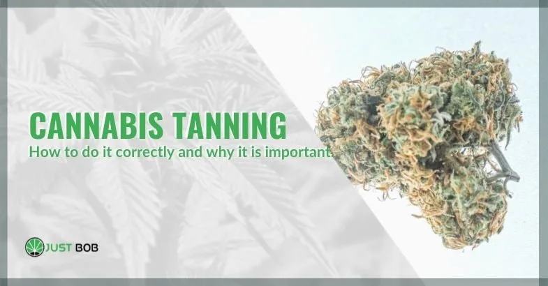 how-to-do-the-cannabis-tanning How to do cannabis tanning