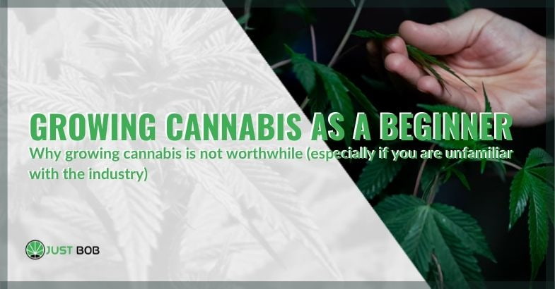 The risks of cannabis cultivation for beginners