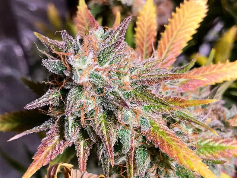 the-terpenes-of-cannabis The terpenes of cannabis