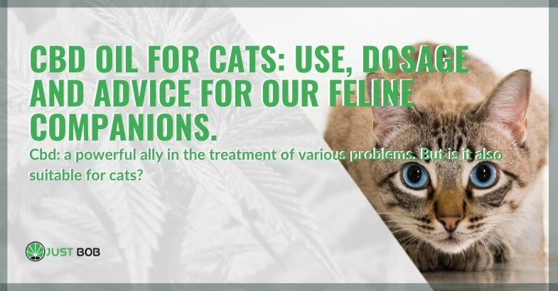 Use and dosage of CBD oil for cats