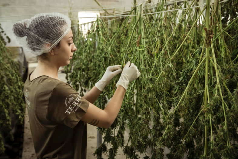 Woman working with cannabis
