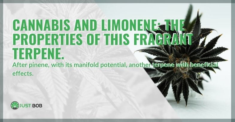 The properties of limonene in cannabis