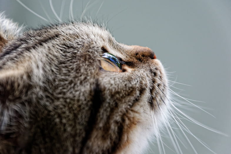 CBD oil to help your cat
