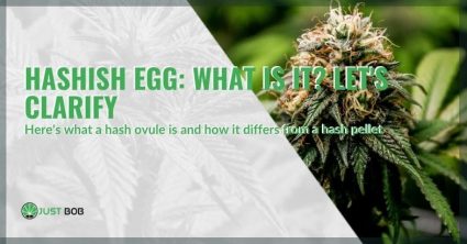 What is hashish ovum?