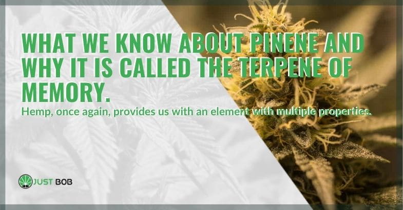 What is known about the terpene pinene?